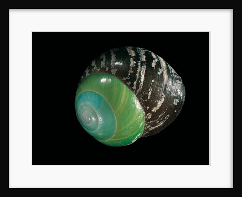 Asperitas polymorpha by Anonymous