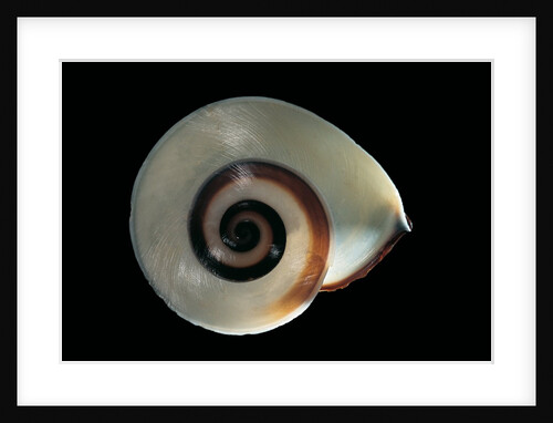 Chloraea sirena by Anonymous