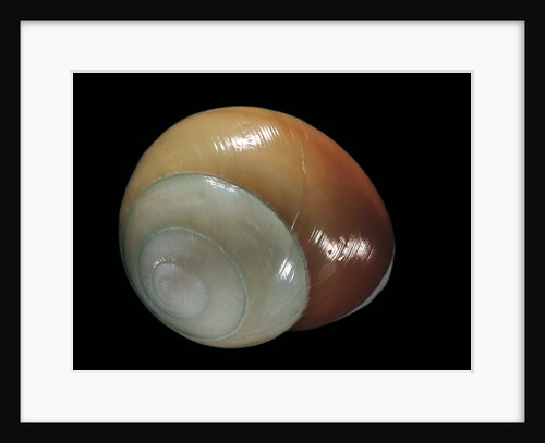 Elaphroconcha conchlostyloides by Anonymous