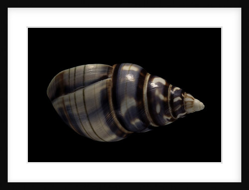 Liguus fasciatus by Anonymous
