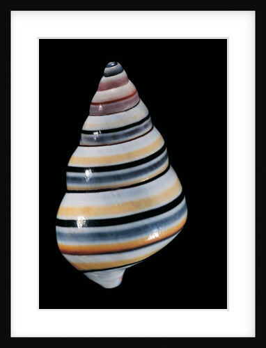 Liguus virgineus by Anonymous