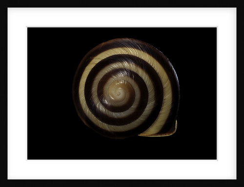 Orthalicus undatus by Anonymous