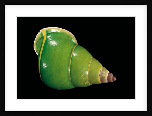 Papuina pulcherrima by Anonymous