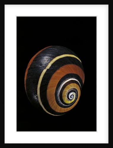 Polymita picta nigrolimbata by Anonymous