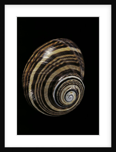 Polymita picta nigrolimbata by Anonymous