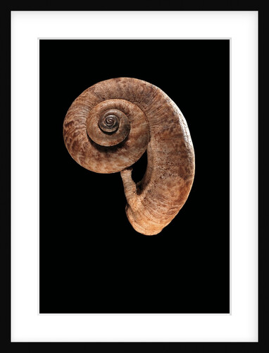 Rhiostoma housei by Anonymous