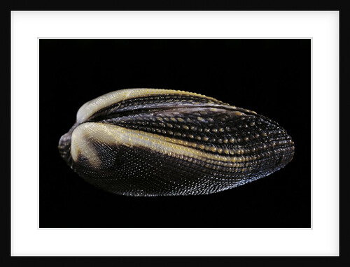 Arca navicularis by Anonymous