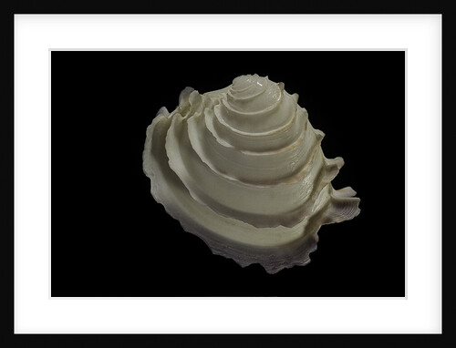 Bassina hiraseana by Anonymous