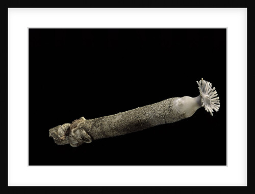Brechites penis by Anonymous