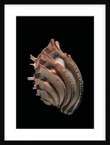 Callanaitis disjecta by Anonymous