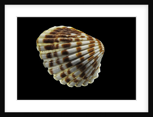 Cardita bicolor by Anonymous