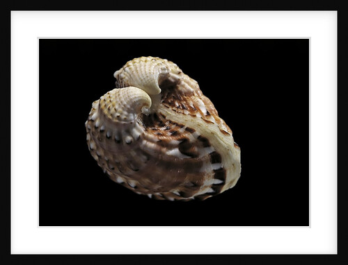 Cardita megastropha by Anonymous