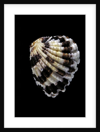Carditella laticosta by Anonymous