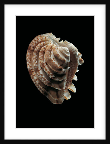 Chione paphia by Anonymous