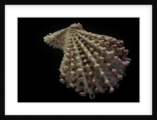 Chlamys imbricata by Anonymous