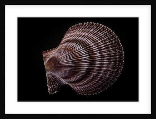 Chlamys islandicus by Anonymous