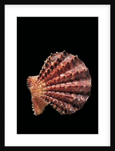 Chlamys rastellum by Anonymous
