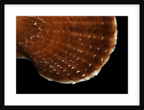 Chlamys squamosa by Anonymous