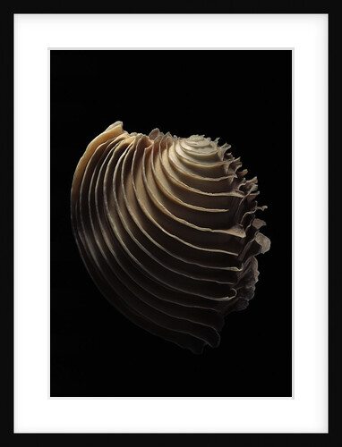 Circomphalus foliaceolamellosa by Anonymous