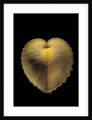 Corculum cardissa by Anonymous
