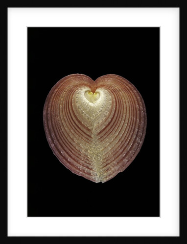 Corculum cardissa by Anonymous