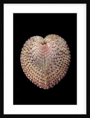 Corculum laevigatum by Anonymous