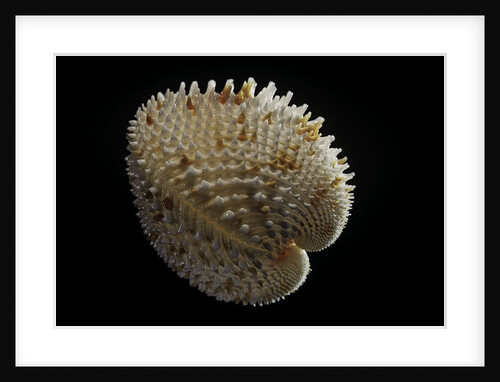 Ctenocardia victor by Anonymous