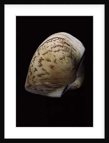 Cucullea labiata by Anonymous