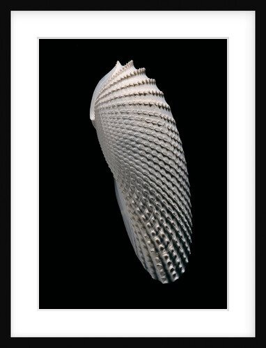 Cyrtopleura costata by Anonymous