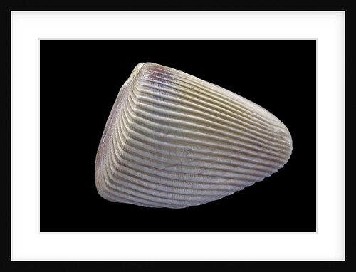 Donax madagascariensis by Anonymous