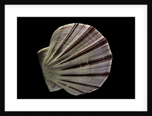 Equichlamys bifrons by Anonymous