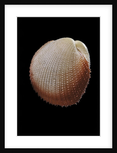 Frigidocardium exasperatum by Anonymous