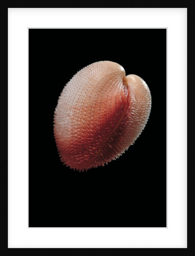 Frigidocardium exasperatum by Anonymous