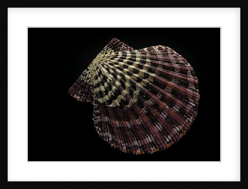 Gloripallium pallium by Anonymous