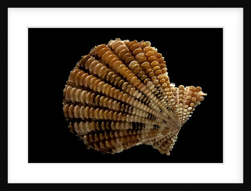 Gloripallium speciosum by Anonymous