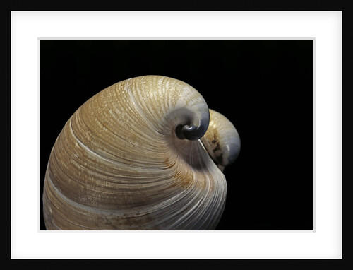 Glossus humanus by Anonymous
