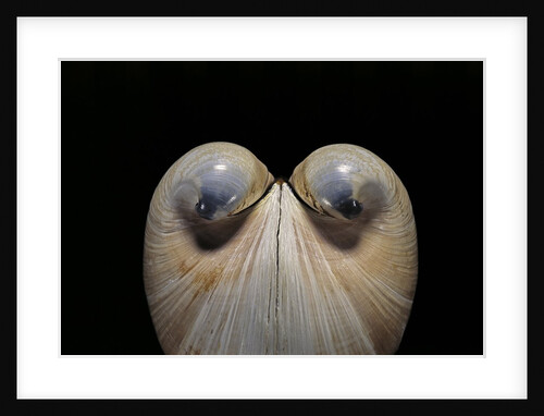 Glossus humanus by Anonymous