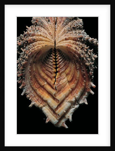 Hippopus hippopus by Anonymous