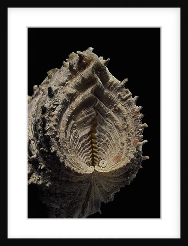 Hippopus hippopus by Anonymous