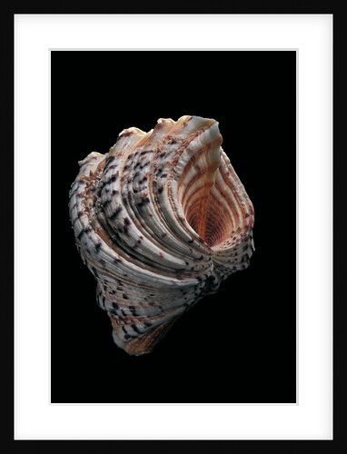Hippopus hippopus by Anonymous