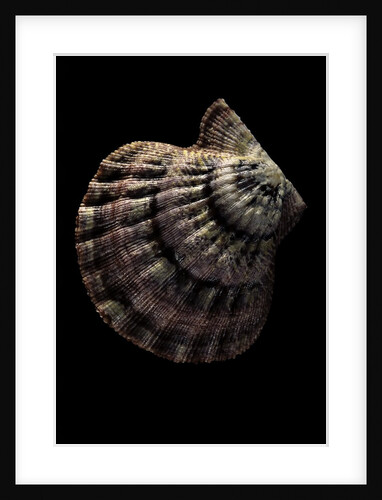 Lyropecten nodosus by Anonymous