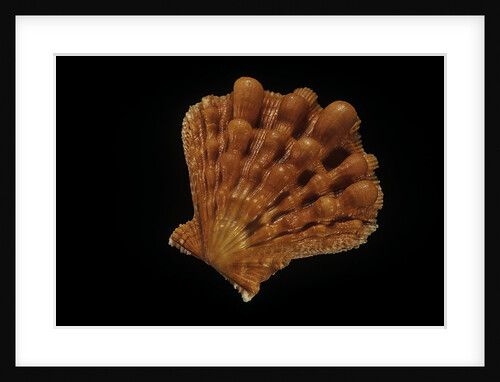 Lyropecten nodosus by Anonymous