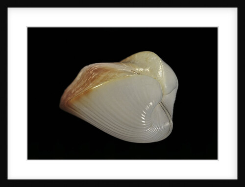Meiocardia cumingi by Anonymous