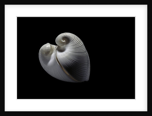 Meiocardia moltkiana by Anonymous
