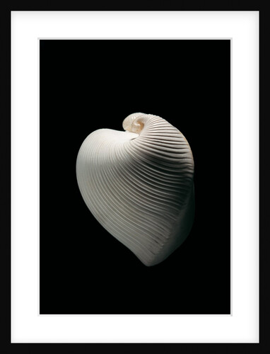 Meiocardia moltkiana by Anonymous