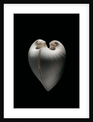 Meiocardia moltkiana by Anonymous