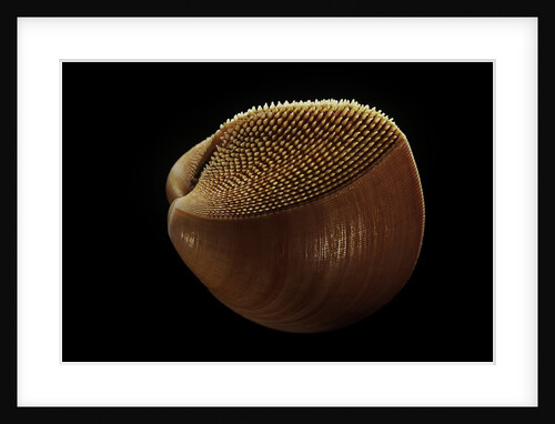 Nemocardium bechei by Anonymous