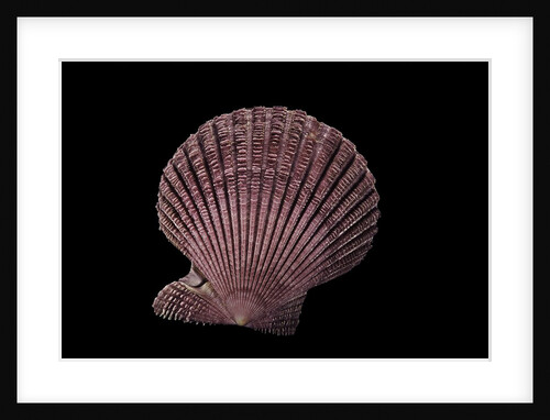 Pecten sp. by Anonymous