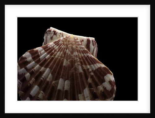 Pecten albicans by Anonymous