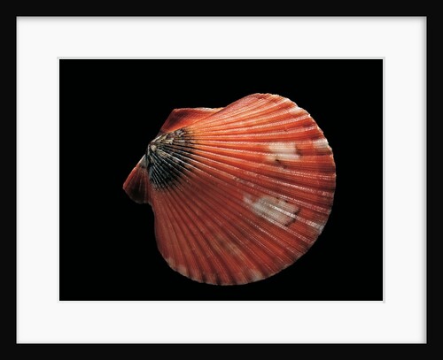 Pecten flabellum by Anonymous